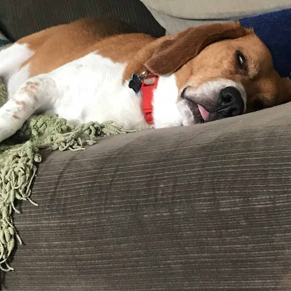 Meet your Posher, Jett - Picture 2 of 2